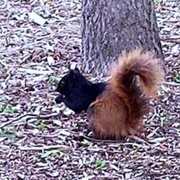 See a Chimera Animal in the Wild