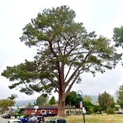 Wardholme Torrey Pine