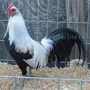 American Game Bantam