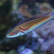 Labout&#39;s Fairy Wrasse