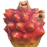 Sea Pineapple