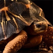 Indian Star Tortoise