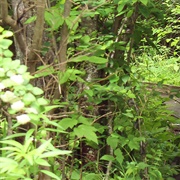 Cedar Bog State Nature Preserve