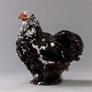 Mottled Cochin Bantam