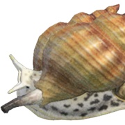 Whelk