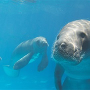 Amazonian Manatee