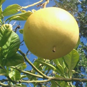 Celebes Papeda / Citrus Celebica