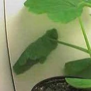 Instant-Growing Plants