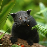 Binturong