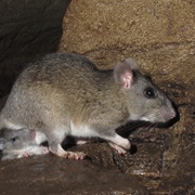Allegheny Woodrat