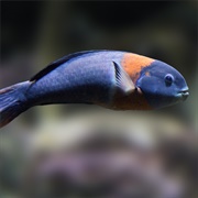 Saddle Wrasse