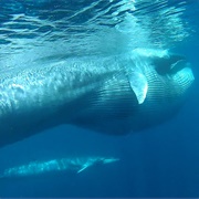 Omura's Whale