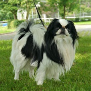 Groom a Japanese Chin