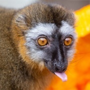 Red Fronted Lemur