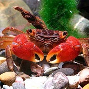 Mangrove Crabs
