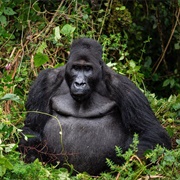 Maiko National Park, Democratic Republic of the Congo