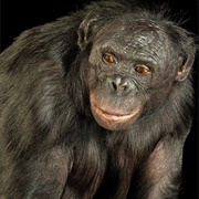 Bonobo