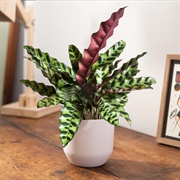 Calathea Lancifolia