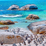 Boulders Beach, Simon's Town, South Africa