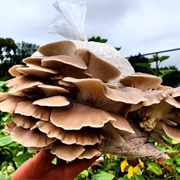 Velvet Oyster Mushroom (Pleurotus Parsonsiae)