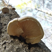 Pleurotus Calyptratus
