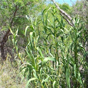 Giant Reed