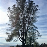 'Ukraina' at Garin Regional Park