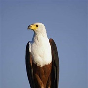 African Fish Eagle