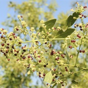 Saltbush (Salvadora Persica) [HQ 34:16].