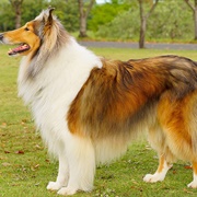 Groom a Rough Collie