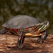 Painted Turtle