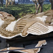 Great Plains Dinosaur Museum