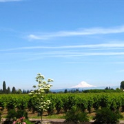 Schmid Family Farm Marionberries OR
