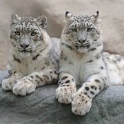 Hemis National Park, Ladakh