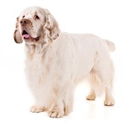 Groom a Clumber Spaniel