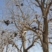 Albany Shoe Tree