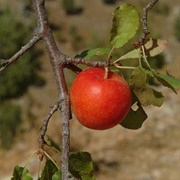 Bear's Plum (Prunus Ursina)