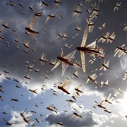 A Plague of Locusts