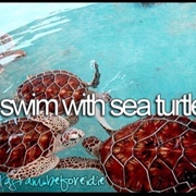 Swim With Sea Turtles