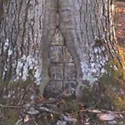 Tree Surgeon Buried in a Tree