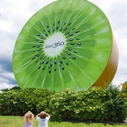 Te Puke Kiwifruit Slice