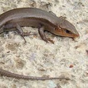 Broad-Headed Skink