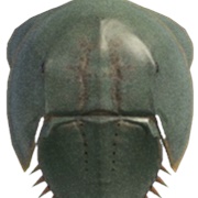 Horseshoe Crab