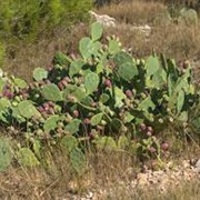 Erect Pricklypear