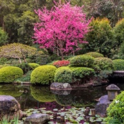 Mt. Coot-Tha, Brisbane Botanic Gardens