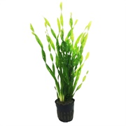 Vallisneria Spiralis