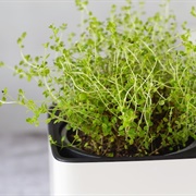 Thyme Plant