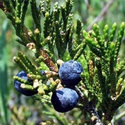 Creeping Juniper (Juniperus Horizontalis)