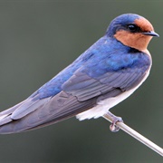 Welcome Swallow