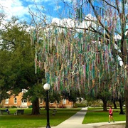 Tulane's Mardi Gras Bead Tree (Permanently Closed)